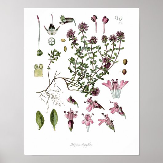 Natuur, botanische afdruk, bloemkunst van wilde ti poster (Voorkant)