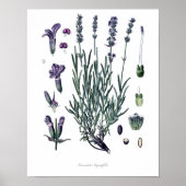Natuur, botanische afdruk, bloemstuk van True Lave Poster (Voorkant)