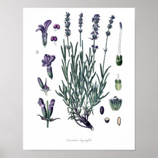 Natuur, botanische afdruk, bloemstuk van True Lave Poster