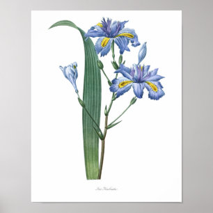 Natuur, botanische afdruk, poster voor bloemkunst