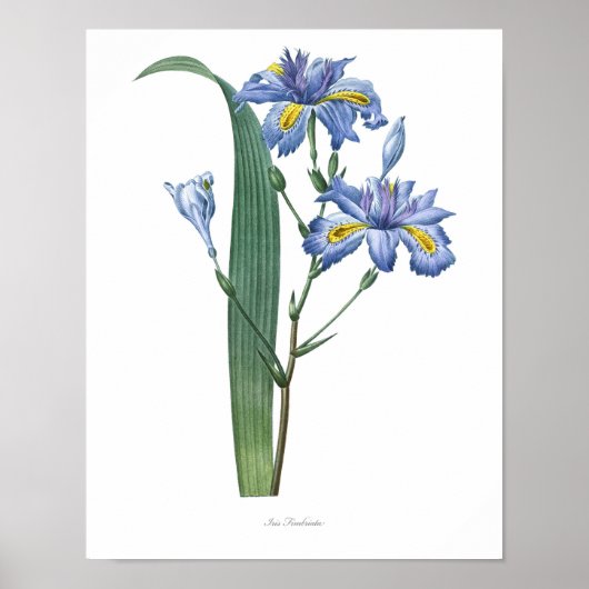 Natuur, botanische afdruk, poster voor bloemkunst  (Voorkant)