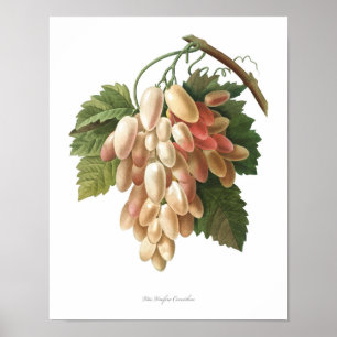 Natuur, botanische druk, artposter van Vitis Vinif Poster