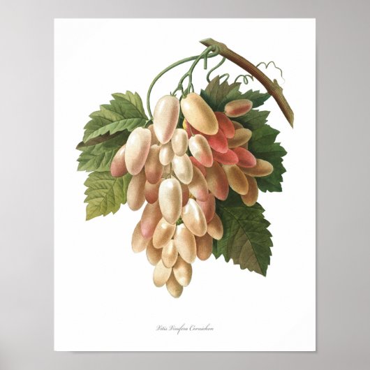 Natuur, botanische druk, artposter van Vitis Vinif Poster (Voorkant)