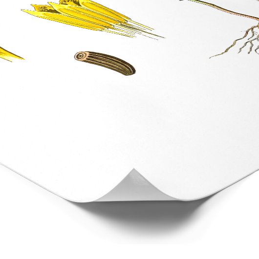 Natuur, botanische druk, bloemkunst van Chamomile Poster (Hoek)