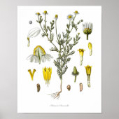 Natuur, botanische druk, bloemkunst van Chamomile Poster (Voorkant)