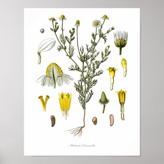 Natuur, botanische druk, bloemkunst van Chamomile Poster (Voorkant)