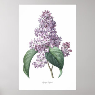 Natuur, botanische druk, bloemkunst van Lila Poster