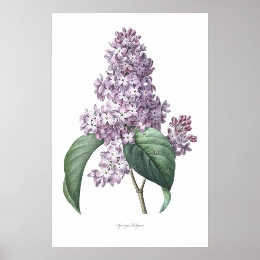 Natuur, botanische druk, bloemkunst van Lila Poster (Voorkant)