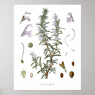 Natuur, botanische druk, bloemkunst van Rosemary Poster