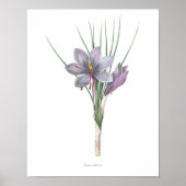 Natuur, botanische druk, bloemkunst van Saffron Poster (Voorkant)