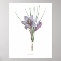 Natuur, botanische druk, bloemkunst van Saffron