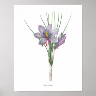 Natuur, botanische druk, bloemkunst van Saffron Poster