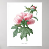 Natuur, botanische druk, poster van de bloem van P (Voorkant)