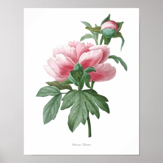 Natuur, botanische druk, poster van de bloem van P (Voorkant)