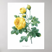 Natuur, botanische druk, poster van de bloem van R (Voorkant)