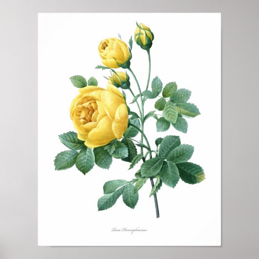 Natuur, botanische druk, poster van de bloem van R (Voorkant)