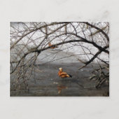 natuur briefkaart (Voorkant)