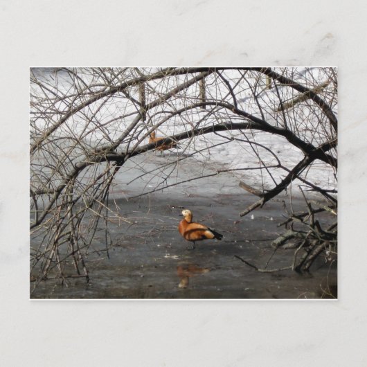 natuur briefkaart (Voorkant)