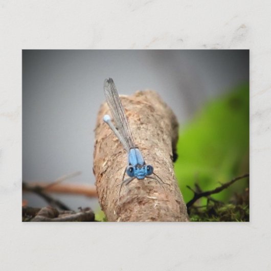 natuur briefkaart (Voorkant)