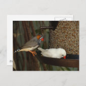 NATUUR BRIEFKAART (Voorkant / Achterkant)