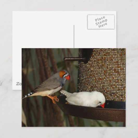 NATUUR BRIEFKAART (Voorkant / Achterkant)