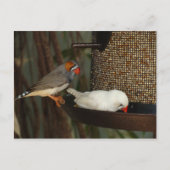 NATUUR BRIEFKAART (Voorkant)