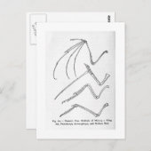 Natuur briefkaart met vier vleugels (Voorkant / Achterkant)