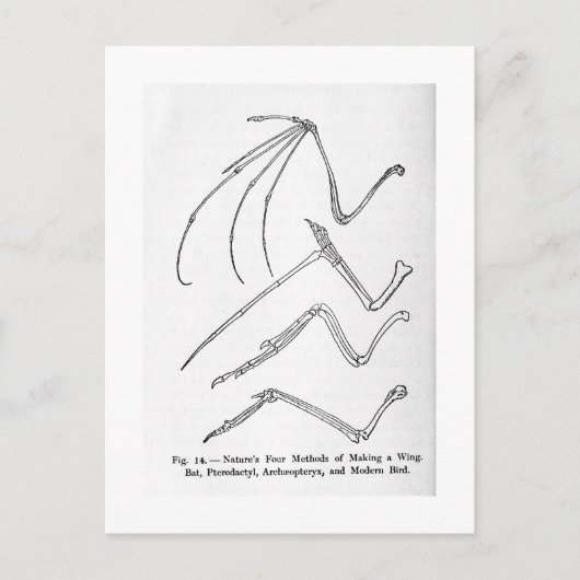 Natuur briefkaart met vier vleugels (Voorkant)