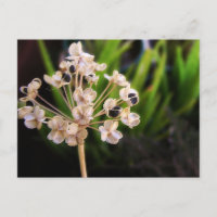 Natuur Briefkaart zaad