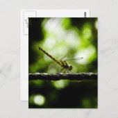 NATUUR - BRIEFKAARTEN (Voorkant / Achterkant)