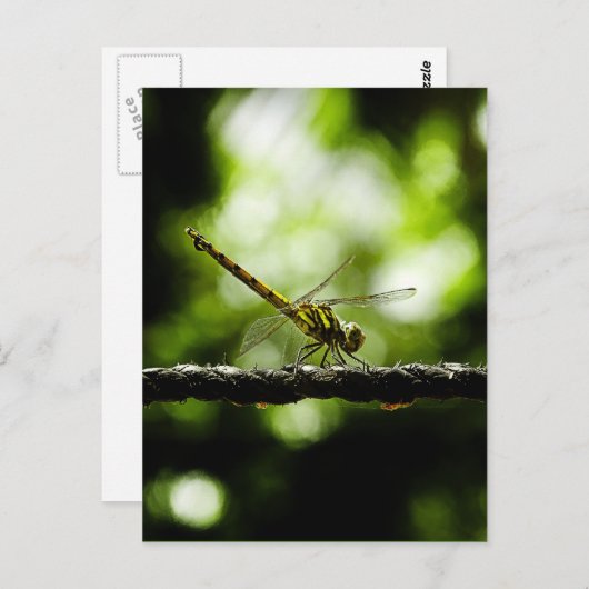 NATUUR - BRIEFKAARTEN (Voorkant / Achterkant)