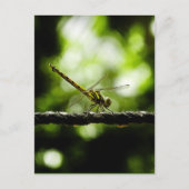 NATUUR - BRIEFKAARTEN (Voorkant)