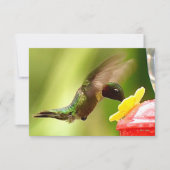Natuur briefkaarten Hummingbird cards (Voorkant)