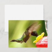 Natuur briefkaarten Hummingbird cards (Voorkant / Achterkant)