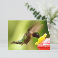 Natuur briefkaarten Hummingbird cards