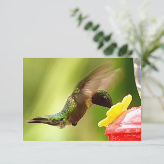Natuur briefkaarten Hummingbird cards