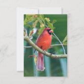 Natuur briefkaarten Kardinaal vogelkaart (Voorkant)