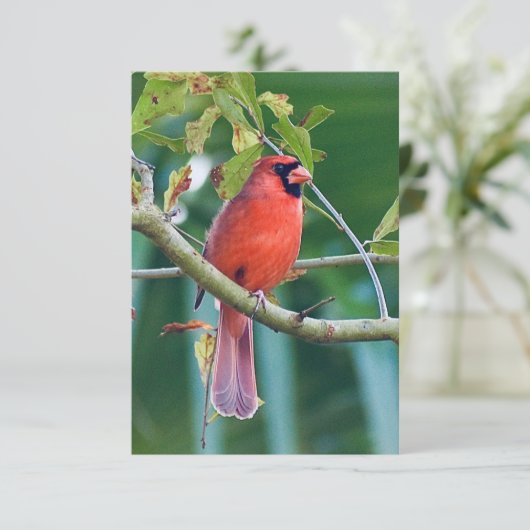 Natuur briefkaarten Kardinaal vogelkaart (Staand voorkant)