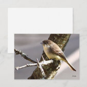Natuur briefkaarten Vogelkaarten (Voorkant / Achterkant)