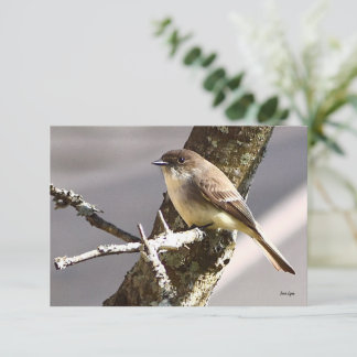 Natuur briefkaarten Vogelkaarten