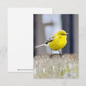 Natuur briefkaarten Vogelkaarten (Voorkant / Achterkant)