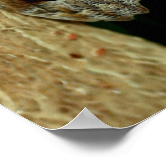 Natuur bruine boomvlieg poster (Hoek)