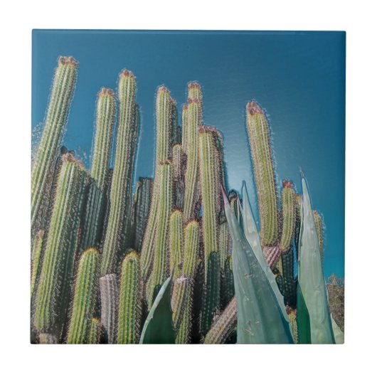 Natuur Cactus Plant Afrika woestijnlandschap Tegeltje (Voorkant)