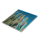 Natuur Cactus Plant Afrika woestijnlandschap Tegeltje (Zijkant)