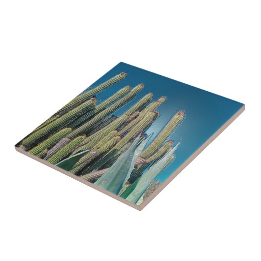 Natuur Cactus Plant Afrika woestijnlandschap Tegeltje (Zijkant)