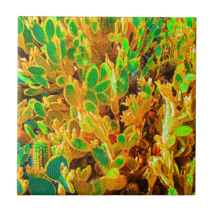 Natuur Cactus Plant Afrika woestijnlandschap Tegeltje