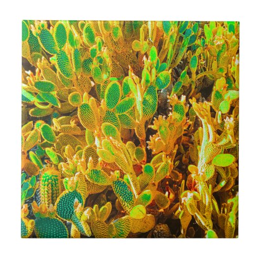 Natuur Cactus Plant Afrika woestijnlandschap Tegeltje (Voorkant)