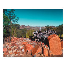 Natuur Cactus Planten Postc.