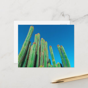 Natuur Cactus-Planten van het Afrikaanse woestijnl Briefkaart