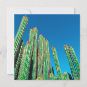 Natuur Cactus-Planten van het Afrikaanse woestijnl Kaart